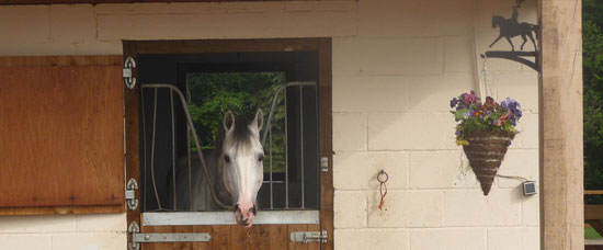 Lumb Brook Livery Yard happy horses